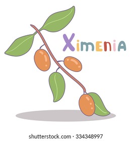 Vector illustration of ximenia with leaf. Cute alphabet in vector. X letters. Funny cartoon.