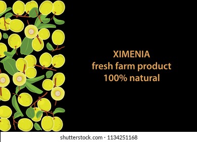 vector illustration of ximenia and leaf design background black and fruit and text fresh farm product 100% natural EPS10