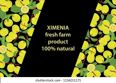 vector illustration of ximenia and leaf design background black and fruit and text fresh farm product 100% natural EPS10