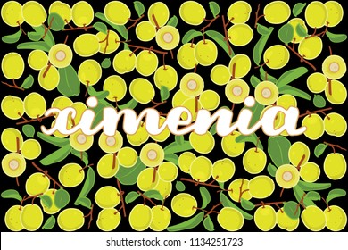 vector illustration of ximenia and leaf design with lettering ximenia background black and fruit EPS10