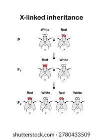 Vector illustration of X-linked inheritance. Cross between a white-eyed female fruit fly (Drosophila melanogaster) and a red-eyed male on a white background.