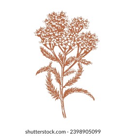 Vector illustration of yarrow flower. Medicinal herbs, monochrome hand drawn illustration, ink drawing.