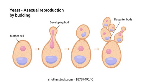Vector illustration of Yeast. Asexual reproduction by budding