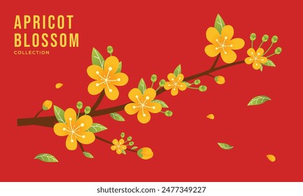 Vector illustration of yellow apricot flower branch. Hoa mai, the flowers of traditional Vietnamese new year, yellow blossom. Vector illustration