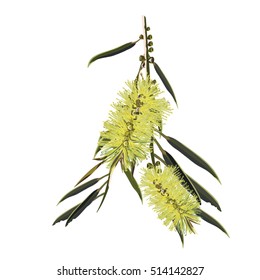 Vector Illustration of yellow Australian Bottlebrush Tree  svg