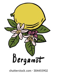 Vector illustration of the yellow bergamot with flower and leaves