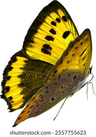 Vector illustration of a yellow and black butterfly with intricate wing details on a transparent background