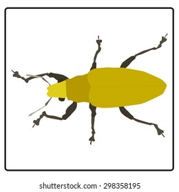 Vector illustration yellow bug on white background