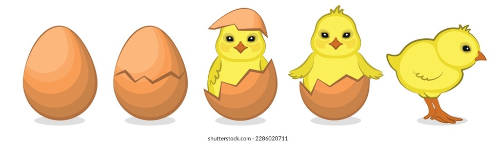 Ilustración vectorial de un pollo amarillo. Aves de corral, pollo.