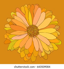 vector illustration yellow chrysanthemum