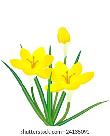 Vector illustration of yellow crocus flower plant