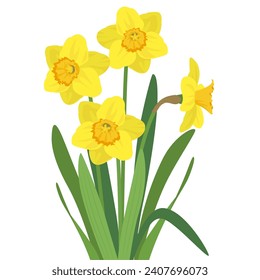 Vector illustration of yellow daffodil