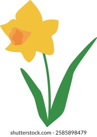 Vector illustration of yellow daffodil flower