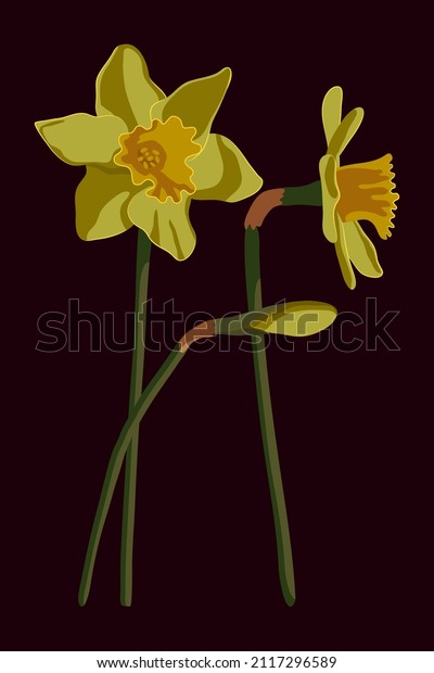 Vector illustration of yellow\
daffodils isolated on a dark background. Spring flowers\
narcissuses. Clip art for a bright holiday Easter card, poster,\
banner.\
\
