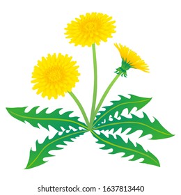 Vector illustration of yellow dandelion flower on white background