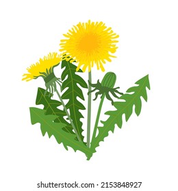 Vector illustration of yellow dandelion with green leaves