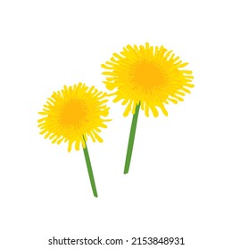 Vector illustration of yellow dandelion with green leaves