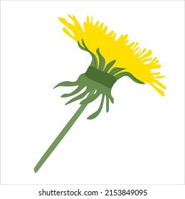 Vector illustration of yellow dandelion with green leaves