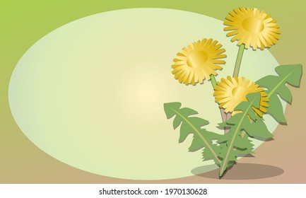 Vector illustration, Yellow dandelions with a blank space for text