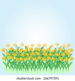 Vector illustration of yellow dandelions on a blue background