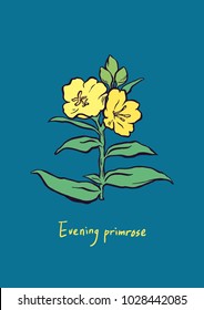Vector Illustration. Yellow Evening primrose line illustration with color. Oenothera odorata.