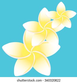 Vector illustration  Yellow  flowers od plumeria on the blue background