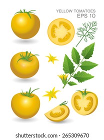 Vector illustration. Yellow fresh realistic tomatoes with leaves, blossom and dill isolated on white background
