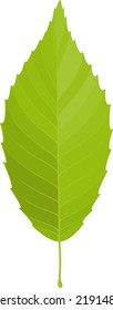 Vector illustration of a yellow green leaf isolated on background.
