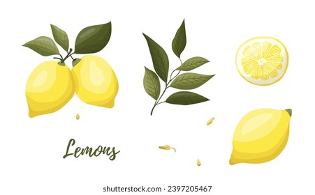Ilustración vectorial de limones amarillos en una rama. Verduras, frutas, cocina, cocina, comida, té para beber, diseños de jardinería.