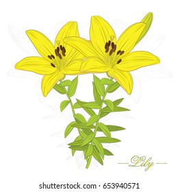 Vector illustration of yellow lily flower. Silhouette with bright flowers and leaves on a white background
