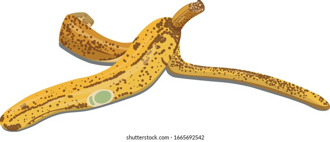 Vector illustration of a yellow peel from a banana
