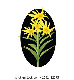 Vector illustration of yellow solidago flowers with green leafs in black circle on white background.