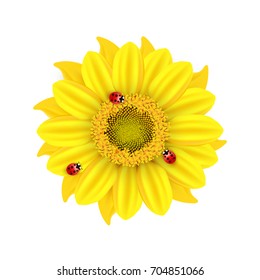 Vector illustration of a yellow sunflower with ladybug, ladybird on a white background. Ready objects, elements for your flyer, banner, infographics, poster, advertisement, greeting and wedding card. 