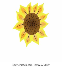 Vector illustration of yellow sunflower, on white background 