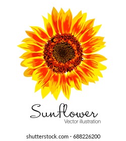 Vector illustration of yellow sunflower on white background