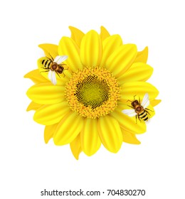 Vector illustration with a yellow sunflowers and bees on a white background. Ready objects, elements for your flyer, banner, infographics, poster, advertisement, greeting and wedding card. 