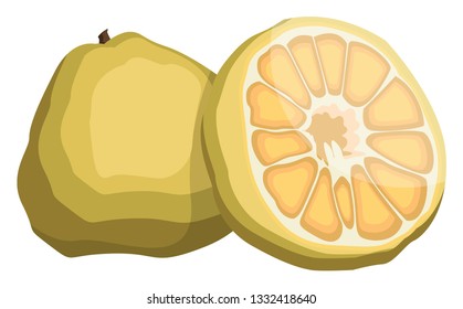 Vector illustration of yellow ugly fruit half a fruit yellow with seeds white background.