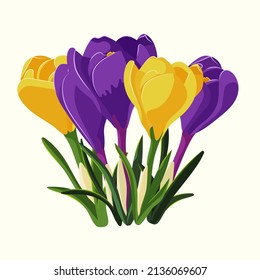 Vector illustration  yellow and violet crocus flowers with leaves.  Gardening and spring illustration for background, textile, poster, scrapbooking, set of stickers, greeting cards, party invitations.