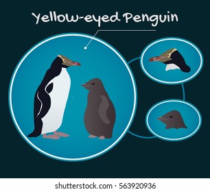 Vector illustration Yellow-eyed penguin in flat style