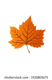 Vector illustration of yellowish orange maple leaf. This vector matches the maple syrup product logo