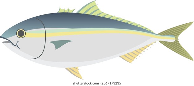 Vector illustration of a yellowtail fish (Buri).