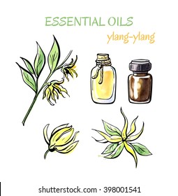 Vector illustration of Ylang-ylang essential oil. Branch with flowers, petals, flasks and bottles. Set of hand drawn objects isolated on white background. Black outline and watercolor stains and drips