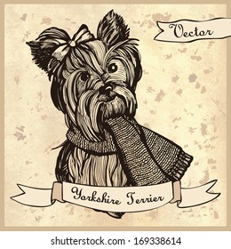 Vector illustration of the Yorkshire Terrier. Illustration for greeting cards, invitations, and other printing and web projects.