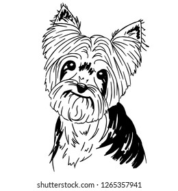 Cartoon Yorkshire Terrier Images Stock Photos Vectors Shutterstock