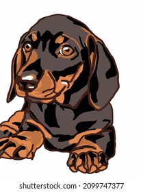 Vector Illustration of Young dachshund dog sits and looks with kind eyes. Small notable dog illustration. Pet logo on white background. Black-brown puppy. 