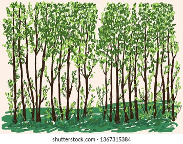 Vector illustration of young deciduous trees in spring