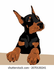 Vector Illustration of Young Doberman sits and looks with kind eyes. Small dog with pink ears. Dog illustration. Doberman with shadow. Pet logo on white background. Black-brown puppy  