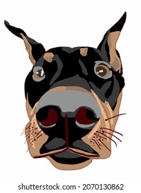 Vector Illustration of Young Doberman sits and looks with kind eyes. Big dog with pink ears. Dog illustration. Doberman with shadow. Pet logo on white background. Black-brown puppy 