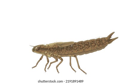 Ilustración vectorial de larvas de libélula joven o de libélula marrón, ninfa de libélula, depredador submarino, aislado en blanco. Naturaleza de insectos, predatorio, chaser, mandíbula inferior es similar a la de la mosca, ciclo de vida de libélula.