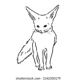 Vector illustration of a young fennec fox walking. fox fenek vector sketch